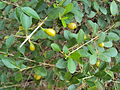 Gmelina asiatica developing fruit, in the botanical garden of Kariyavattam University Campus, Trivandrum