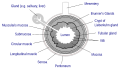 General structure of the gut wall showing the Muscularis mucosa.