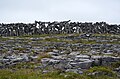 Muret de pierre à Inis Mor.