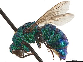 Ipsiura neolateralis