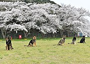 満開の桜と、海上自衛隊舞鶴警備隊の警備犬たち