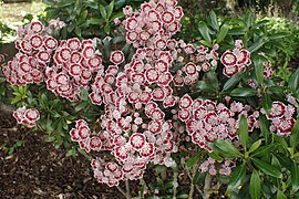 'Minuet' in Christchurch Botanic Gardens