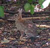 Traditional Animal Nickname: Rabbits/Lapins