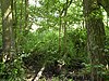 Kenninghall and Banham Fens with Quidenham Mere