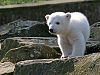 Knut during his public unveiling at the Berlin Zoo