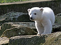 «کنوت»، خرس قطبی مشهور باغ‌وحش برلین.[۳]