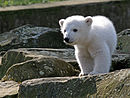 Polarni medvjedić Knut koji se okotio u Berlinskom zoološkom vrtu