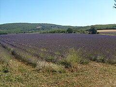 Champ de lavande sur le plateau d'Albion.