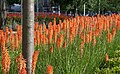 Kniphofia planted near Canary Wharf in London