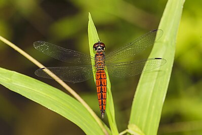 Lyriothemis acigastra