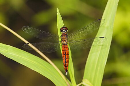 Lyriothemis acigastra, male, by Jkadavoor (edited by Christian Ferrer)