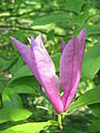 Magnolia liliiflora