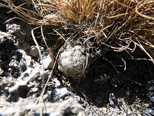 Plant growing in habitat in Coneto Pass, Durango