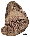 Fossil of unhatched juvenile or fetus of Mesosaurus tenuidens (FC-DPV 2504) from Uruguay