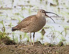 Oiseau de taille moyenne, dans les tons bruns, au long bec recourbé, posé devant une étendue d'eau