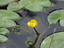 Nuphar lutea.