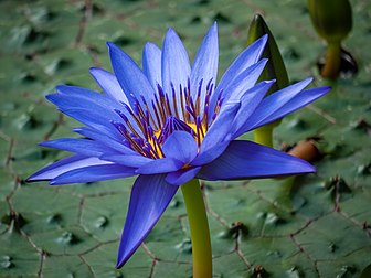 Fleur d'un lotus bleu d'Égypte. (définition réelle 4 000 × 3 000)