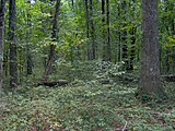 Oak-hickory forest along Hidden Springs Trail