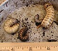 Figeater beetle (AKA June beetle) larvae found in compost pile