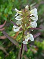 Pedicularis racemosa