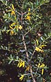 Persoonia asperula?! (IUCN)