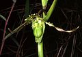 Phragmipedium boissierianum