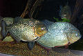 Piranha - Carnivorous fish[7] - Mostly scavengers[7] - Less than 2 feet in size - Most diverse in Amazon River[7]