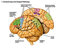 Posterior parietal cortex is highlated at its position in the brain, towards the back of the parietal lobe