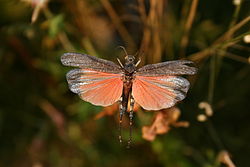 Flygande trumgräshoppa