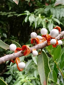 Quando os frutos estão maduros há a exposição da polpa que envolve as semente. Esta polpa é atrativa aos pássaros, que acabam contribuindo na dispersão das sementes.