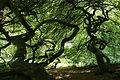 Süntelbuchen im Schlosspark Semper (Rügen)