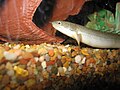 Senegal Bichir