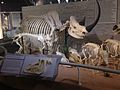 Rhino skeleton on display at Skeletons: Museum of Osteology, Orlando, Florida.