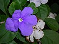 Brunfelsia australis: part of the ornamental value of Brunfelsia lies in the colour changes occurring in the flowers as they age.