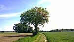 Stieleiche (Quercus robur)