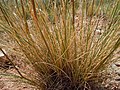 Hesperostipa neomexicana