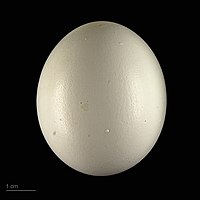 Strix aluco sylvatica egg - MHNT