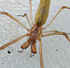 Long-jawed spider