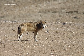 Himalayan wolf (Canis lupus chanco)