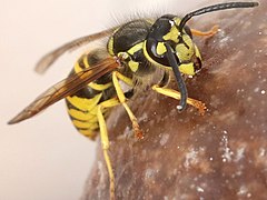 Vespula maculifrons