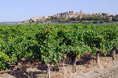 Bages et son vignoble