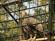 vulture