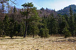 Wildmoos beim Eibensee