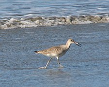 El playero aliblanco (Tringa semipalmata), conocido localmente como pigüilo, abundante en la costa del Pacífico costarricense durante el otoño (de agosto a setiembre) y la primavera (de finales de marzo a finales de mayo). Fotografiado en Manuel Antonio.