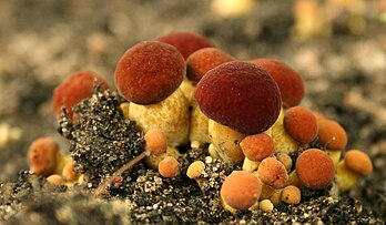 Le bolet à chair jaune ou bolet chrysenteron (Boletus chrysenteron) est un champignon de la famille des Boletaceae fort courant que l’on rencontre dans tous les bois. Il est comestible, mais sans grand intérêt. (définition réelle 2 442 × 1 422)