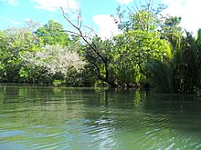 Green mangrove trees hang over a moving body of water.