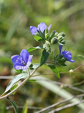 Hydrolea spinosa