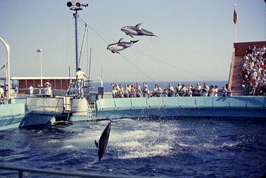 Marine Land of the Pacific, dolphin show, August, 1962