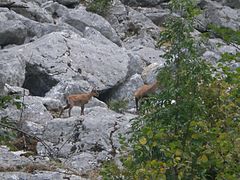 Isards du Gran Sasso.