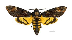 Acherontia atropos ♀